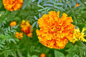 bright and colorful flowers marigolds. autumn landscape.