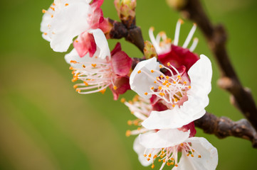 macro fiore