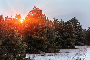 winter pine forest in the snow at sunset.