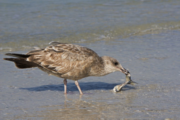 An immature gull eating a dead fish.