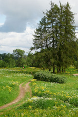 Landscape with a road across a field, field flowers and larch trees
