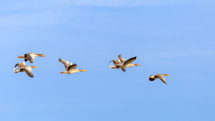 Sibirian Greylag goose in East Frisia