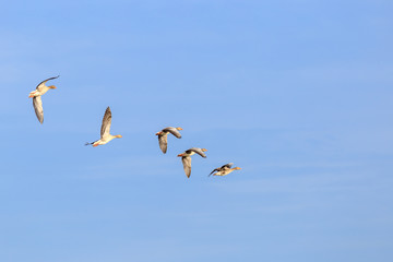 Fototapeta na wymiar Sibirian Greylag goose in East Frisia