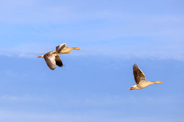 Sibirian Greylag goose in East Frisia
