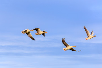 Sibirian Greylag goose in East Frisia