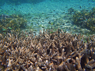 Fototapeta na wymiar group of fish in tropical sea