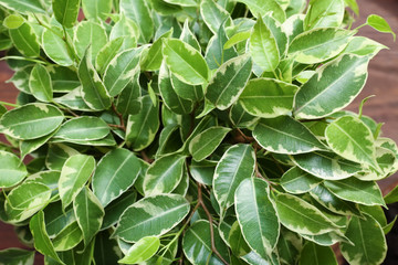 Fresh green leaves, closeup