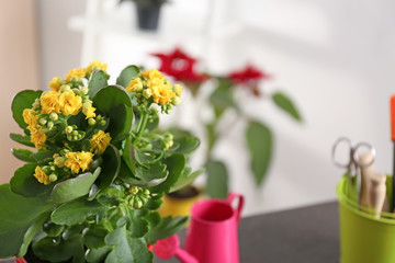 Beautiful flowers on light background