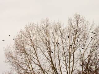 Fototapeta na wymiar Carrion Crows