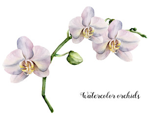 Watercolor branch with  white orchids. Hand painted floral botanical illustration isolated on white background. For design or print. © yuliya_derbisheva