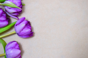 Lila Tulpe auf Packpapier tulip