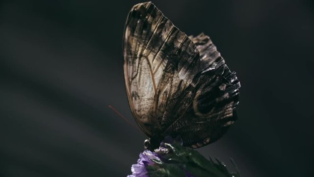 Macro shot of Giant Owl butterfly opening its wings in slow motion while sitting on purple flower