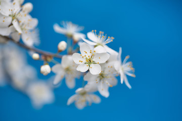 Obraz premium Malus pumila - natural lovely pink fragrant spring flowers of a paradise apple-tree in small DOF