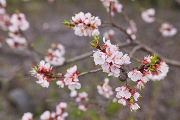 White sakura flower blossoming as natural background on blurred backdrop
