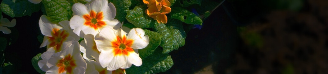 Fototapeta na wymiar Colorful spring flower web banner with dark copy space