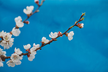 Malus pumila apple-tree in small DOF