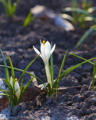 white crocuses close up