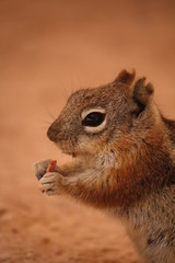 Chipmunk