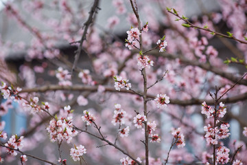 White sakura flower blossoming as natural background