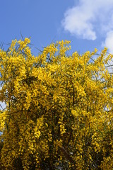 Blüten der Falschen Mimose