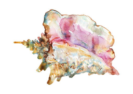 Watercolor seashell. Colorful pearl shell on white background. Hand drawn vintage illustration