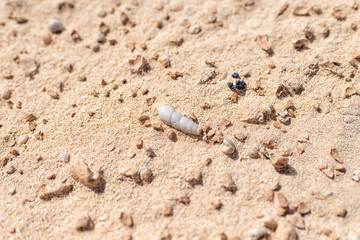 Corralejo beach in Fuerteventura