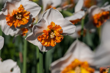 Parterre de narcisos