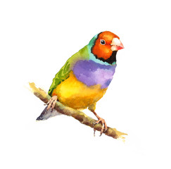 Fototapeta na wymiar Watercolor Bird Gouldian Finch on the Branch Hand Painted Illustration isolated on white background