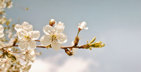 Cherry blossom in retro tone. Spring flowers background. Cherry blooming tree on blue sky 