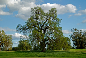 Fototapeta na wymiar Oak Tree in Spring