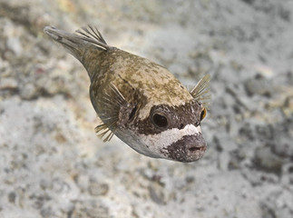 Masked puffer (Arothron diadematus) fish swimming in sea water, Red Sea © vkilikov
