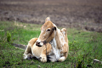 Cow, Zanzibar, Tanzania