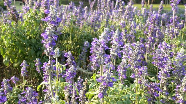 Blue Salvia (salvia farinacea) flowers blooming in the garden,4K video,