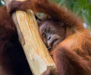 Juvenile Sumatran orangutan (Pongo abelii) on tree   © Greg-G