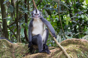Thomas's Langur (Presbytis thomasi) in Sumatra rainforest