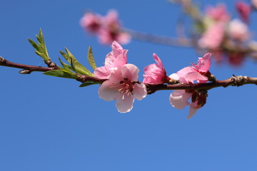 branch of a peach tree with pink flowers in a blue sky in spring