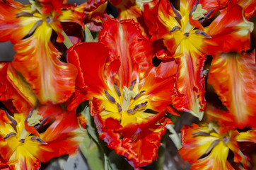 Fototapeta na wymiar Red tulip flower