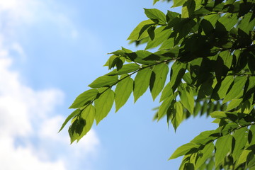 Green leave and the blue sky background