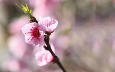 flowers in a branch of a peach tree in spring with a background bokeh at sunset