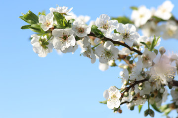 branch of an apple tree with a lot of white flowers in a blue sky
