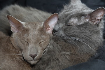 Two cats sleeping close up on faces