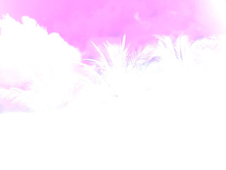 Fototapeta na wymiar Palm tree pastel color and copy space background