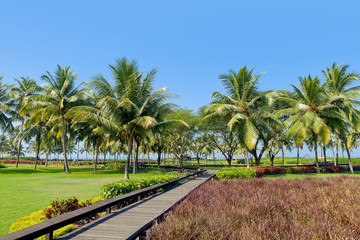 Fototapeta na wymiar Tropical garden with palm trees and flowers. Goa, India