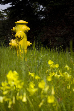 Yellow Hydrant
