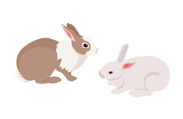  Flat brown and white rabbit. Illustration isolated on a white background.