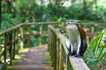 Monkeys resting on a wooden rail