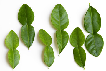 Fototapeta premium Lime leaves on white background