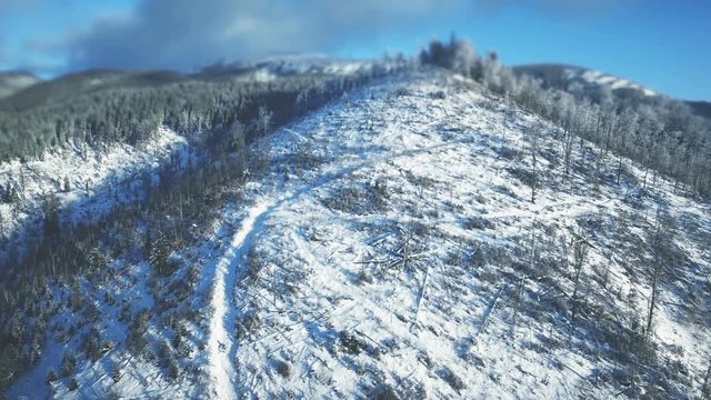 4K Aerial Drone View: Flight over winter mountains in sunny day. Ski slopes with pine tree forest around. Majestic nature landscape. Holidays in Ski Resort Bukovel, Carpathian Mountains, Ukraine