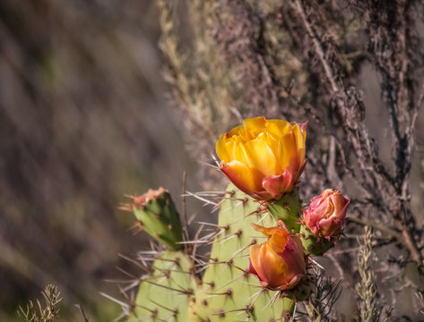 Prickly Pear Cactus Flower Close Up Blurred Background