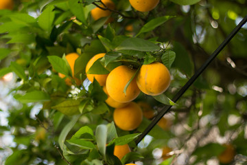 Oranges on tree